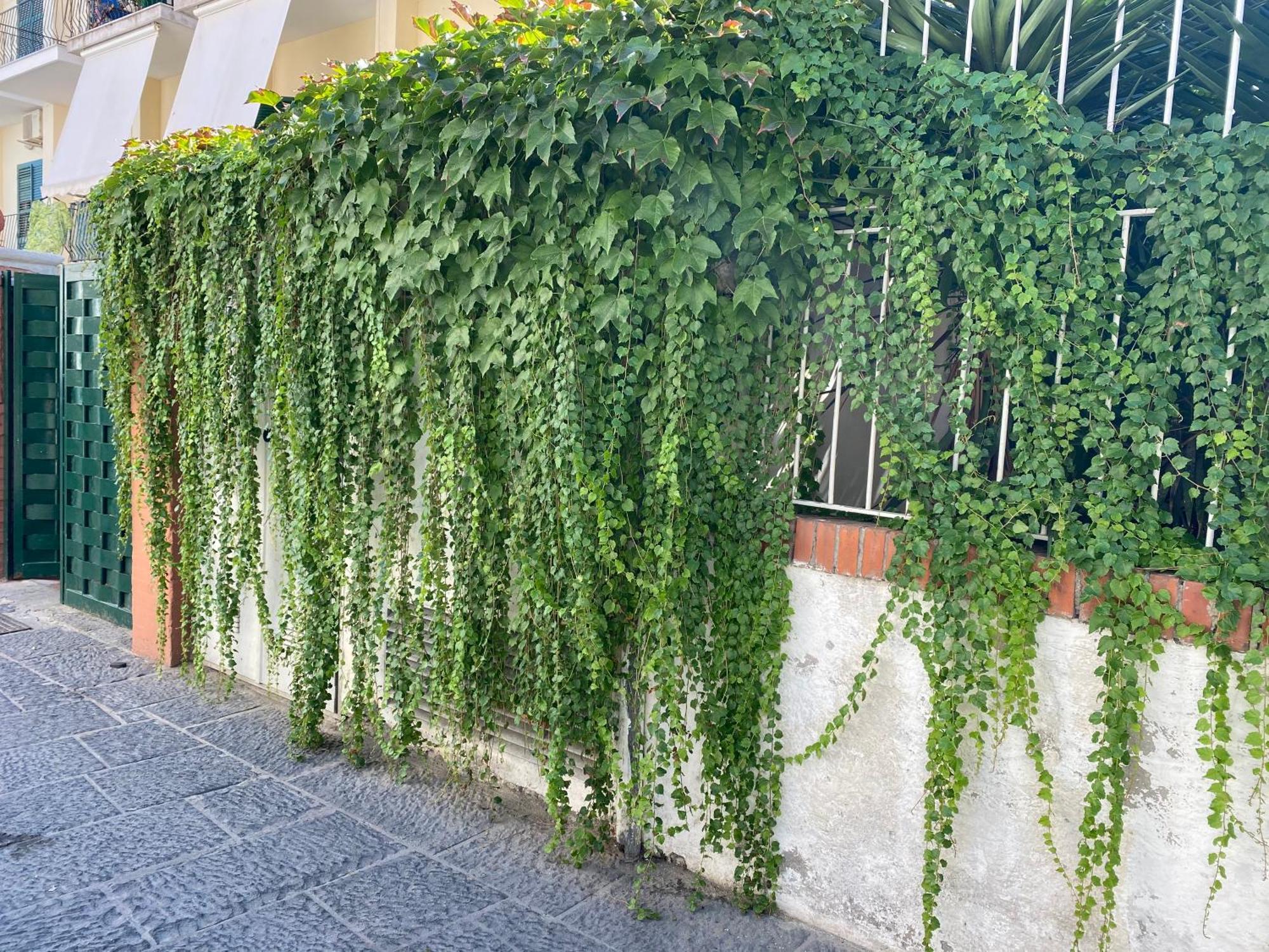 Ammore Ammare Apartment Ischia Exterior photo
